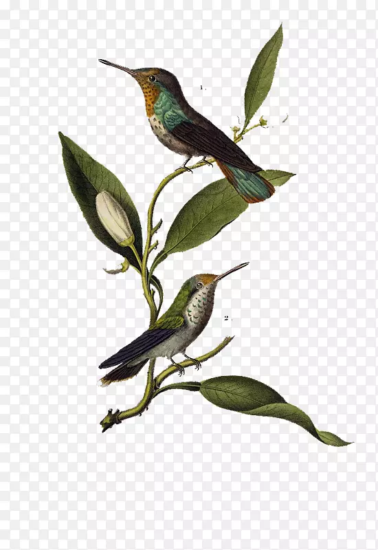 手绘装饰插图站在树枝上的鸟