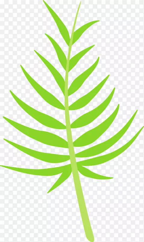 热带植物棕榈叶叶子图