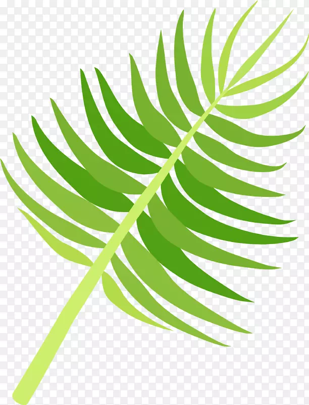 热带植物棕榈叶叶子图