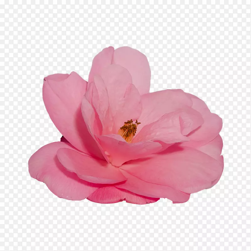 一朵盛开的粉色山茶花配图免抠