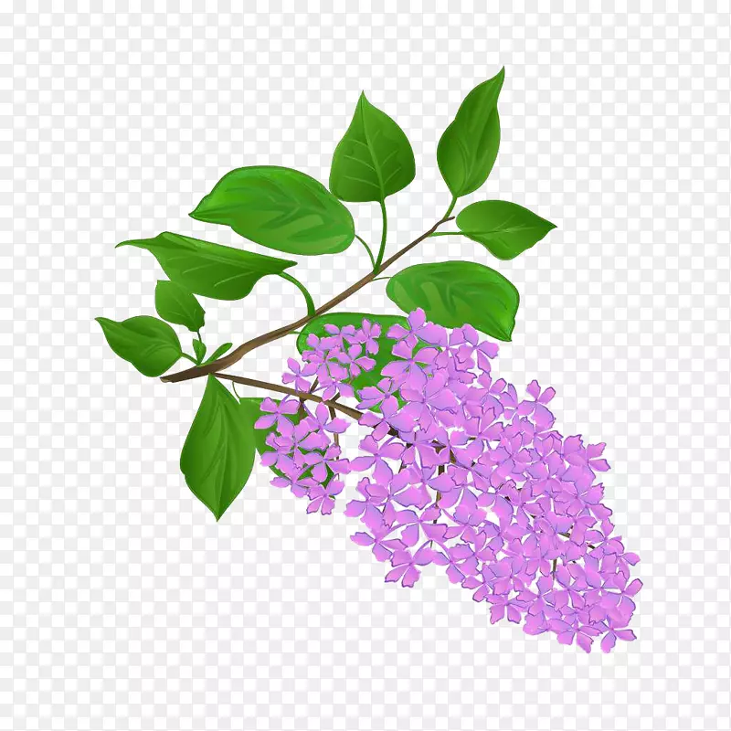 手绘时尚插画紫丁香花卉PNG