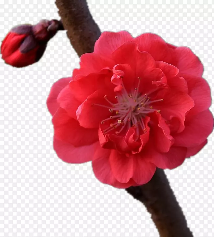 粉红色桃花