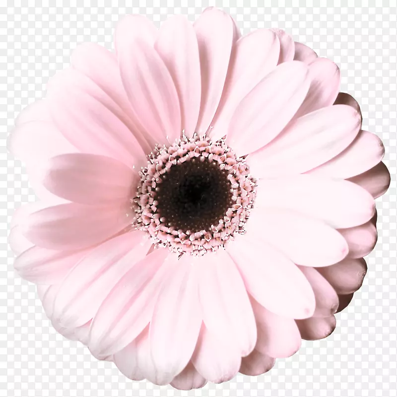 粉色雏菊