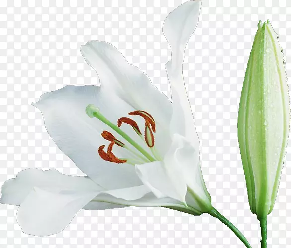 白色百合花