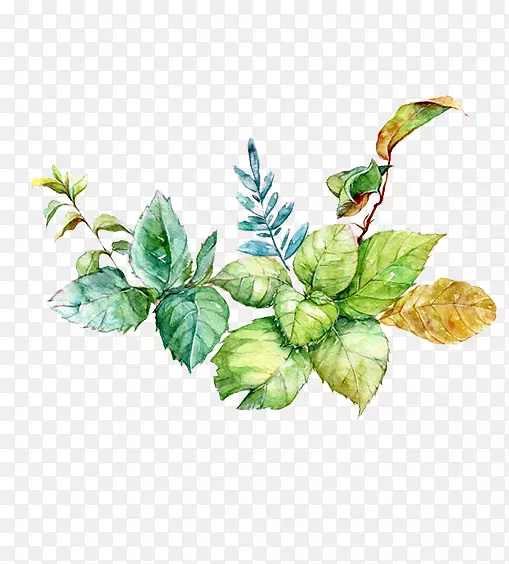 茶树绿叶手绘插画