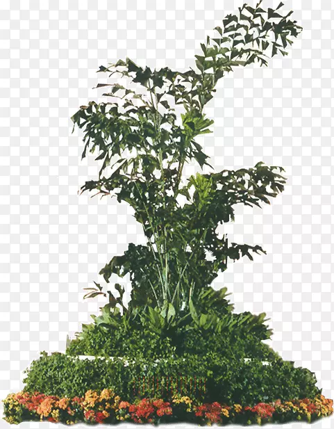 盆栽茶树