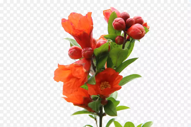 一株石榴花