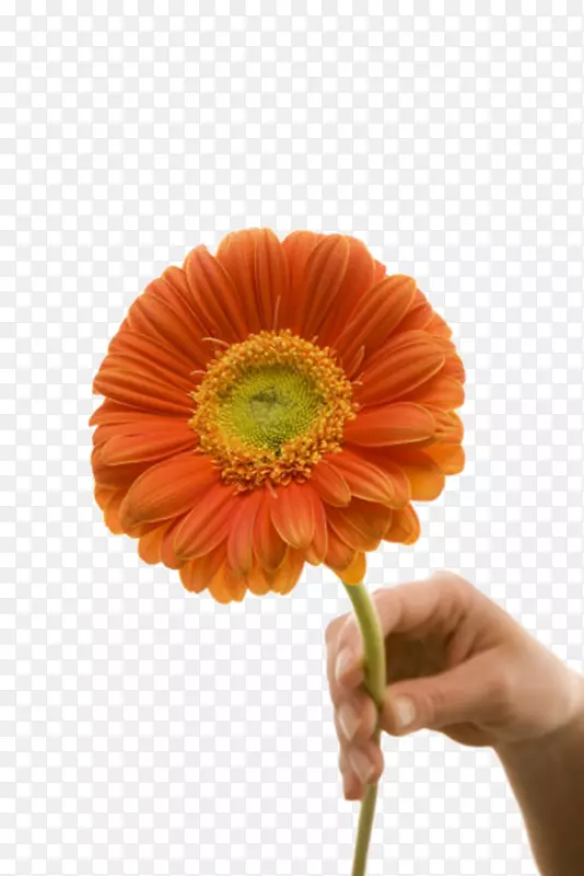 橙色鲜艳的被手拿着的一朵大花实