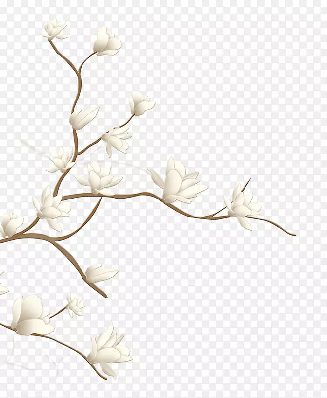 中国风古典复古白色花朵
