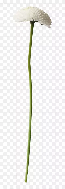 一朵百花