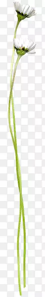白花一支白色花朵装饰