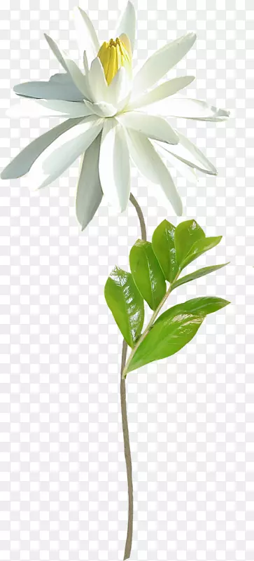 一朵白花