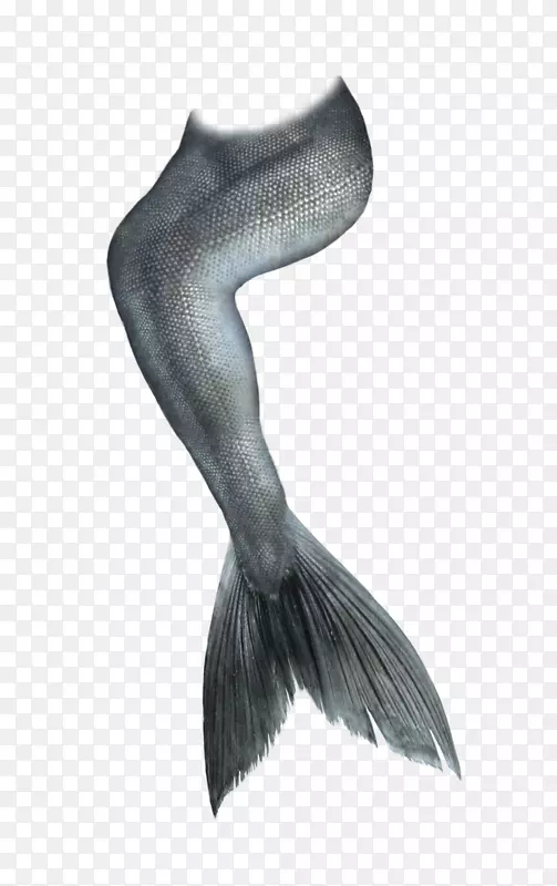 灰色简约鱼尾装饰图案