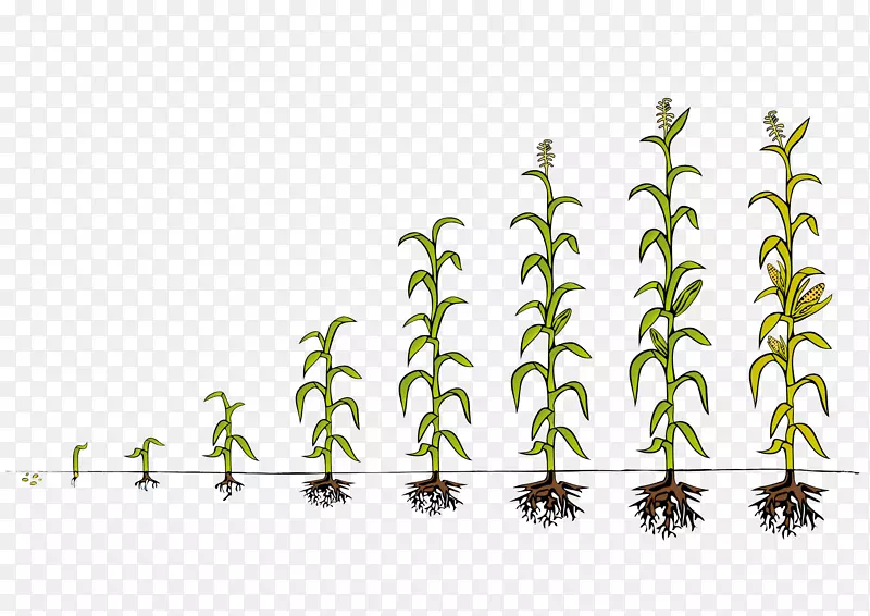 植物的壮大PNG