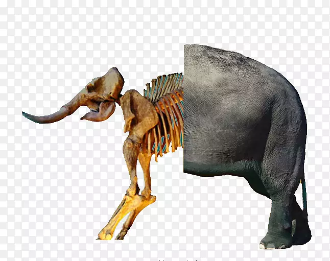 大象化石