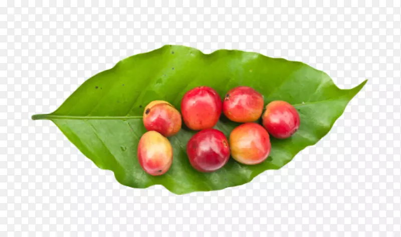 绿色叶子装着的咖啡果实物