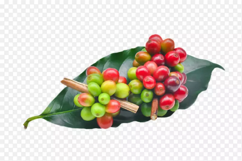 两串在树叶上的咖啡果实物