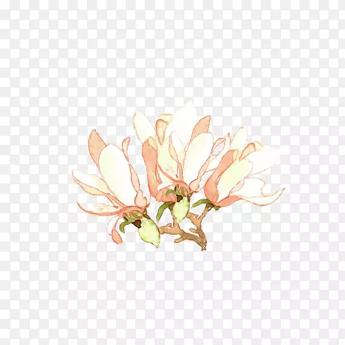小清新简约水彩手绘白玉兰