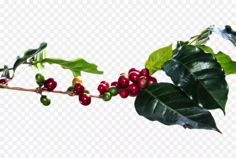 树枝上的咖啡果实物