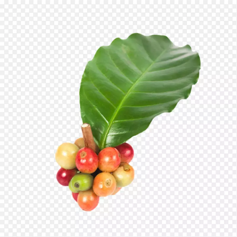 一串成熟带叶子的咖啡果实物