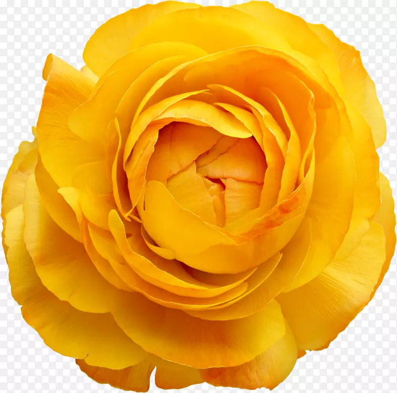 黄色绽放的玫瑰花高清