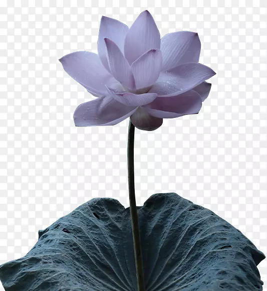 紫色荷花