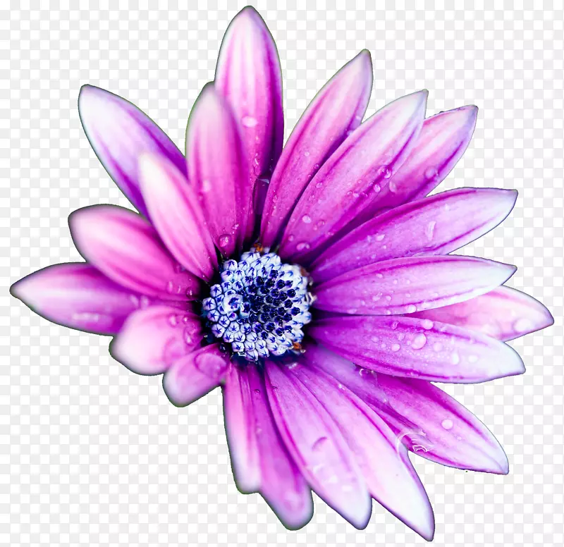 紫色的雏菊