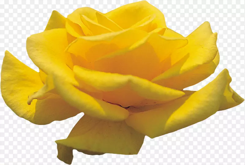 一朵绽放的黄玫瑰