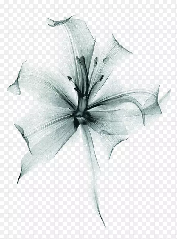 水墨画鲜花