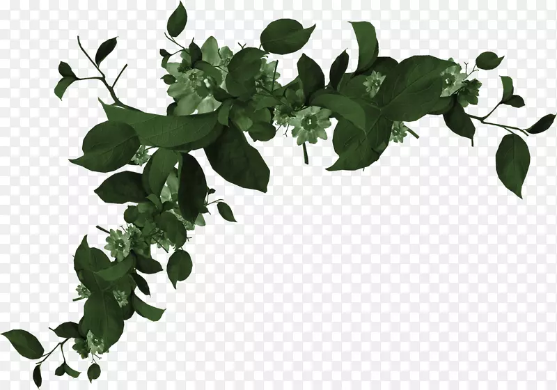 墨绿色植物装饰PNG图片素材下载_图片编号ynggwkaq-免抠素材网