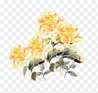 黄色菊花思念