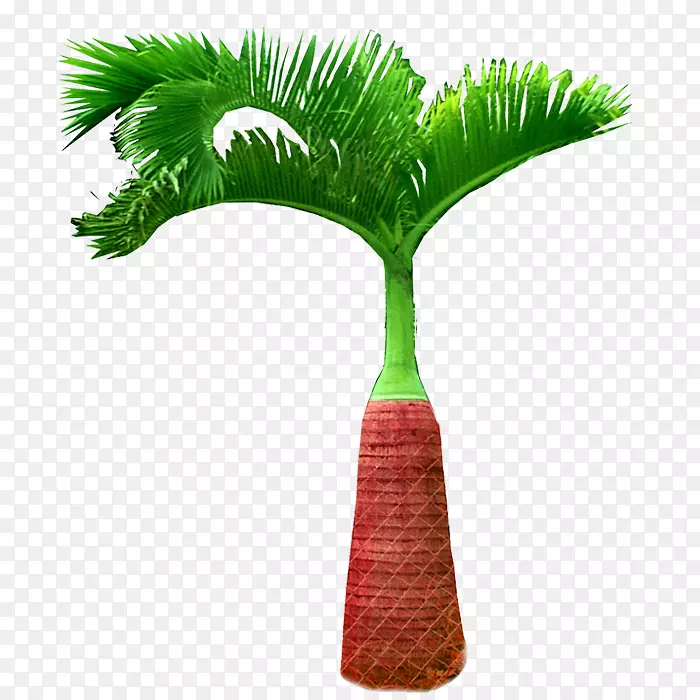 一株椰子树叶图片素材