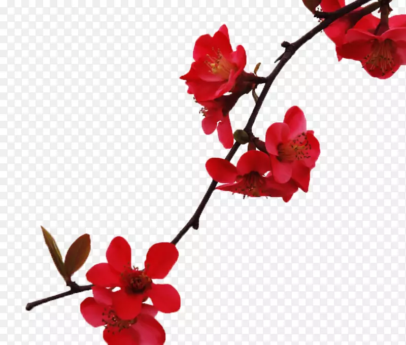 一支木棉花
