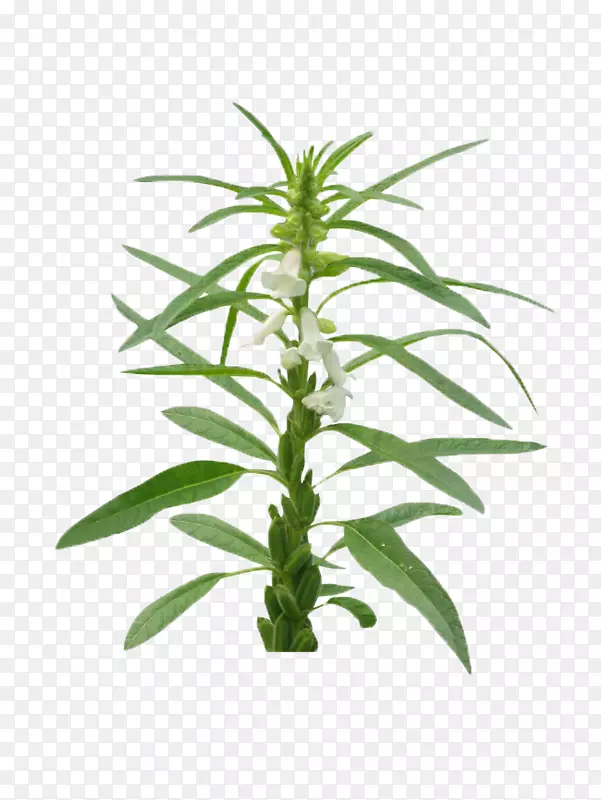 一支芝麻花
