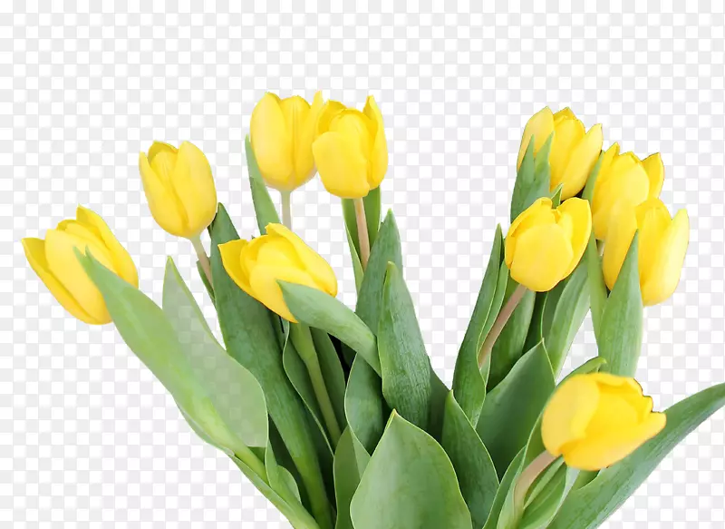 春天绿色一簇郁金香黄色花