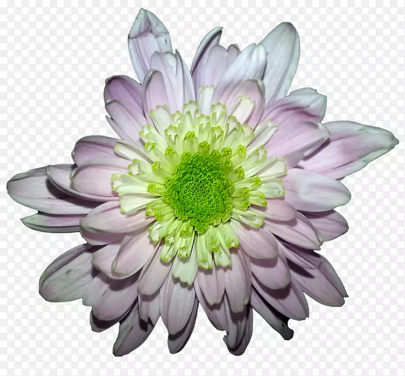 手绘菊花