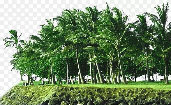 岸边树林