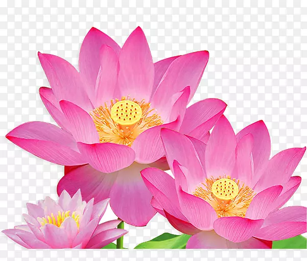鲜花荷花