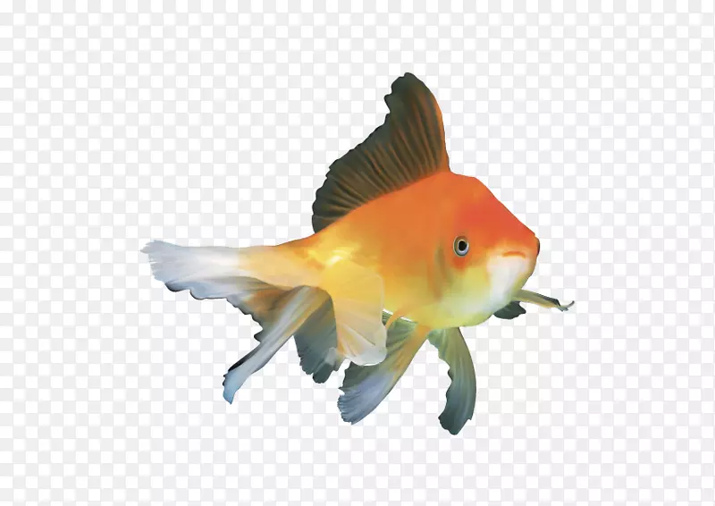 矢量的金鱼