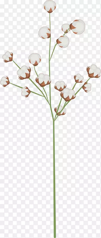 春季白色棉花植物
