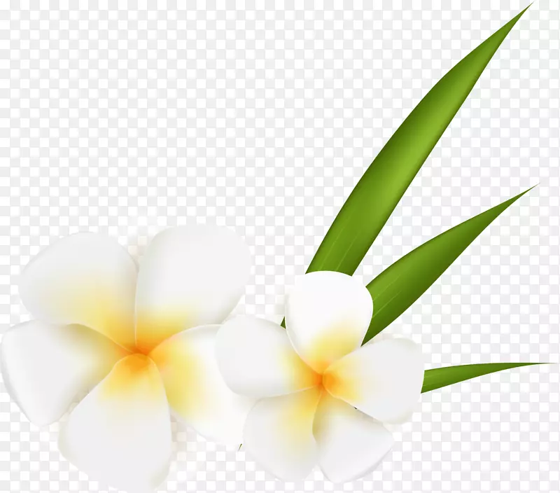 白色花朵装饰