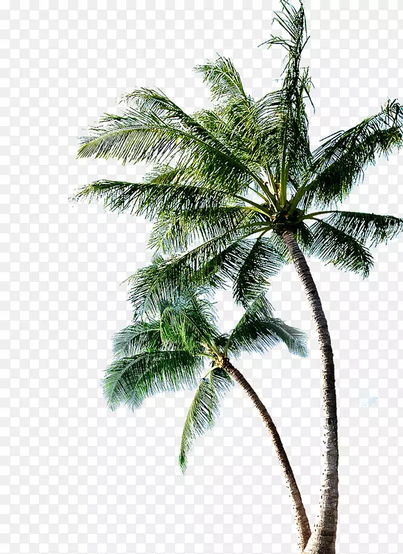 创意合成高清椰子树