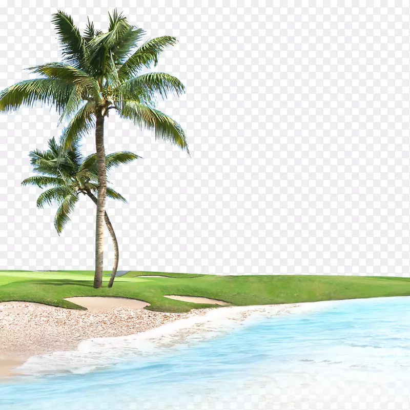海水和椰子树