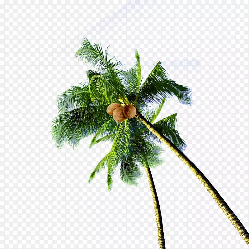 创意合成摄影绿色的椰子树