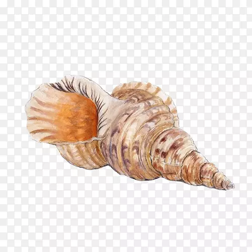 海螺号角手绘画素材图片