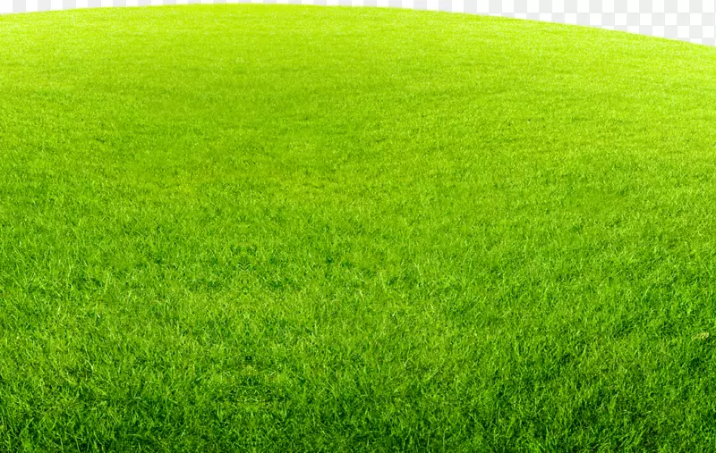 绿色茂盛一片草地