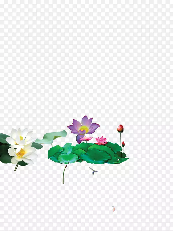 荷花背景素材