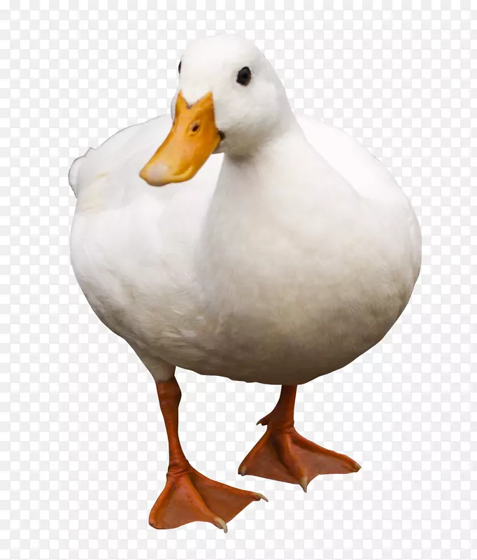 一只白色的可爱鸭子