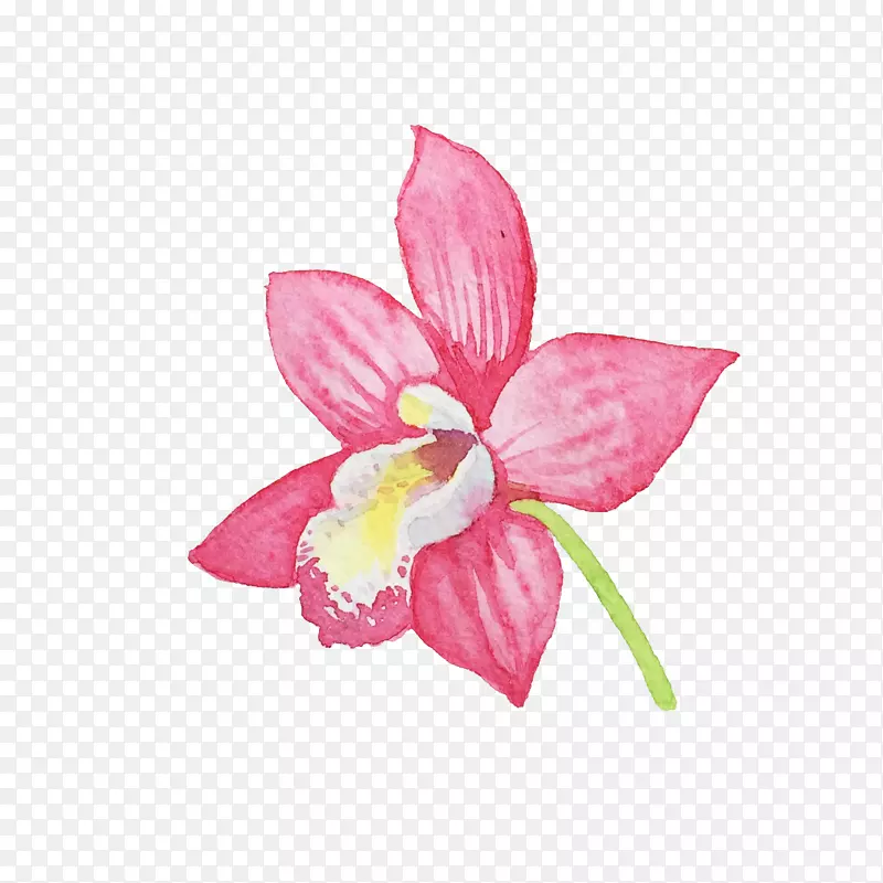 手绘水彩粉色蝴蝶兰花瓣