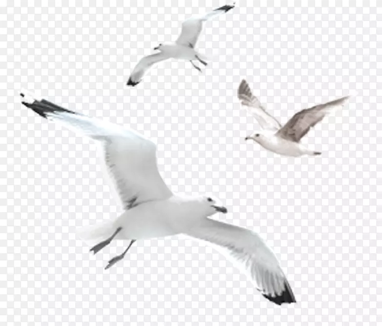 展翅翱翔的白色海鸥免扣png
